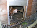 New chicken pen - June 2009