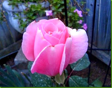 Rosa QUEEN ELIZABETH 1 Rosa QUEEN ELIZABETH 1
