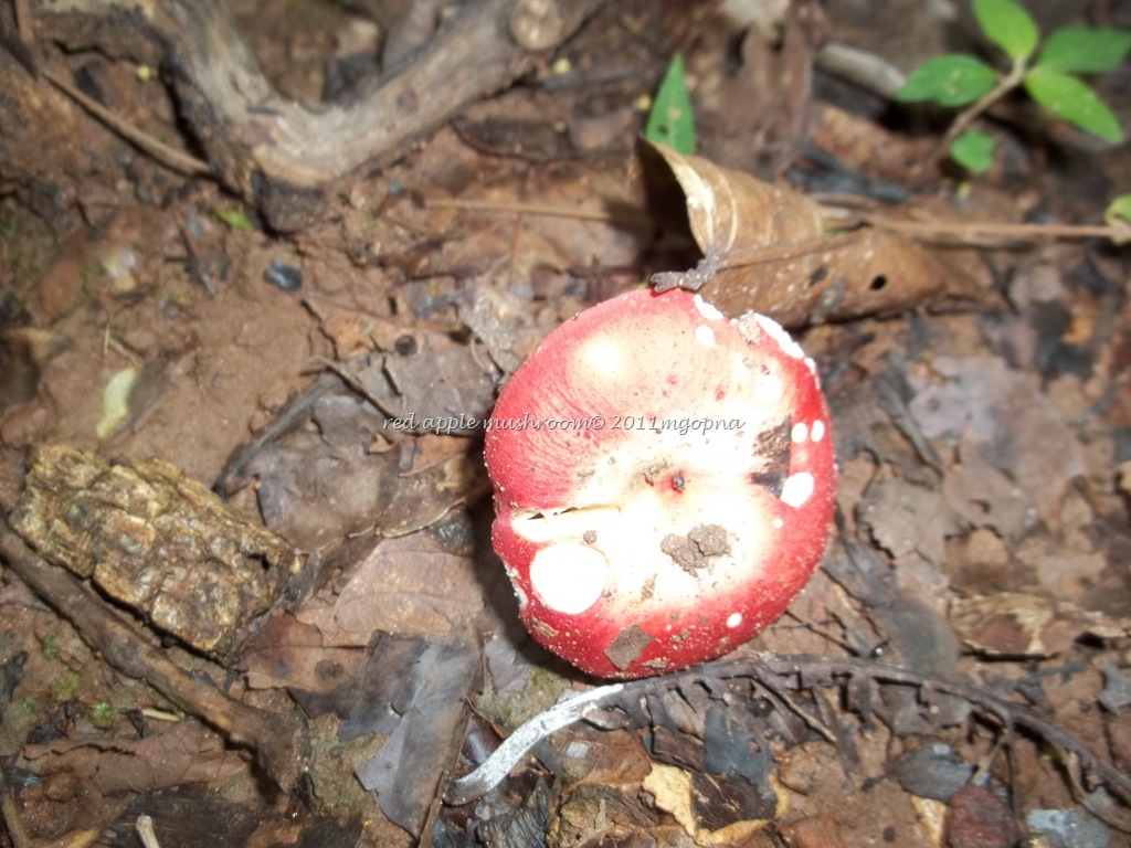 [21-9-mushroom7.jpg]