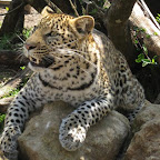 leopard1.jpg