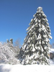 Blizzard 2.10.2013 leaning spruce19