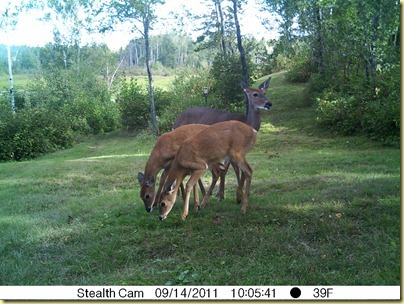 Sept 14 Little Doe with Spottie and Dottie-1 Sept 14 Little Doe with Spottie and Dottie-1