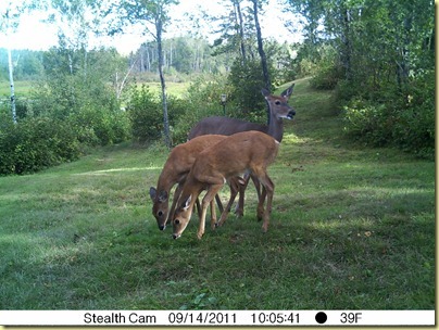 Sept 14 Little Doe with Spottie and Dottie-1