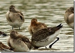 Slimbridge WWT D300s X14  21-10-2012 14-12-24