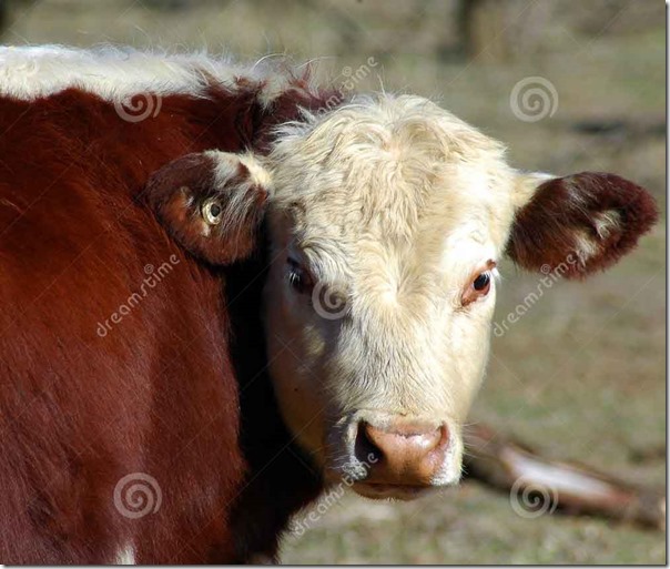 cow-reference