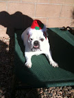 Pam from New Mexico sends photos of Maude the Bulldog...