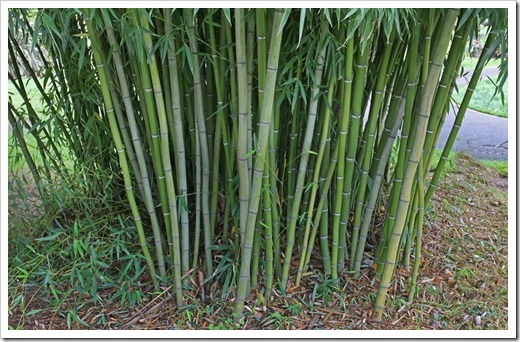 120317_Capitol_Park_Phyllostachys-bambusoides_09