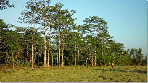india_man_plants_trees_2 ecologia, cultura, medio ambiente, arboles, vida