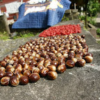 Muskatnüsse liegen zum Trocknen in der Sonne