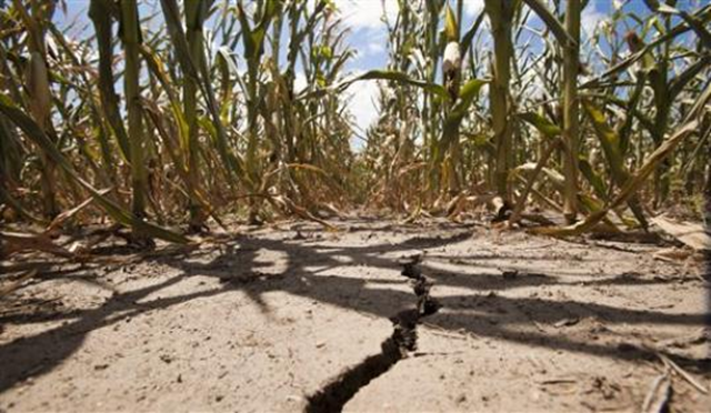 A field of corn withers under triple-degree heat north of Wichita, Kansas, in Sedgwick County Monday, 16 July 2012. The drought gripping the United States is the widest since 1956, according to new data released Monday by NOAA. Fifty-five percent of the continental U.S. was in a moderate to extreme drought by the end of JuneMike Hutmacher / The Wichita Eagle / AP Photo