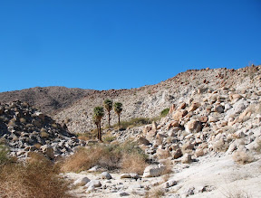 Palm grove from a distance.