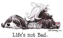 Havanese_Lifes_not_bad