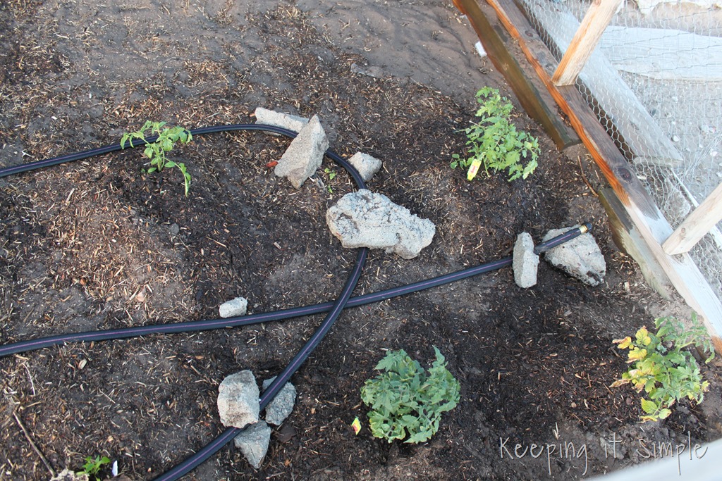 [garden%2520%25285%2529%255B9%255D.jpg]