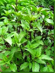 Anise Basil Anise Basil