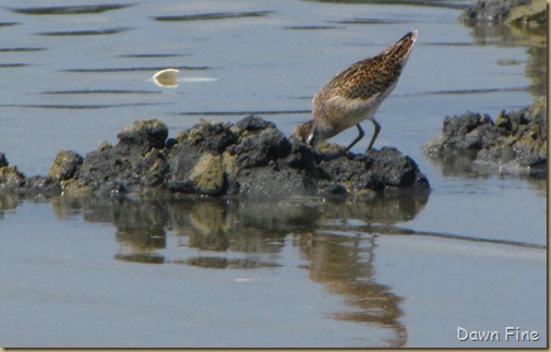 Birding Clamming_017