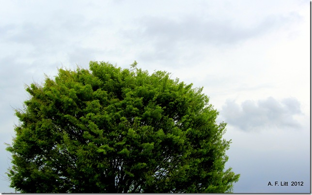 Green and Gray.  Gresham, Oregon.  April 27, 2012. Photo of the Day by A. F. Litt: June 23, 2012.