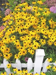 7.31.2012 black eyed susans