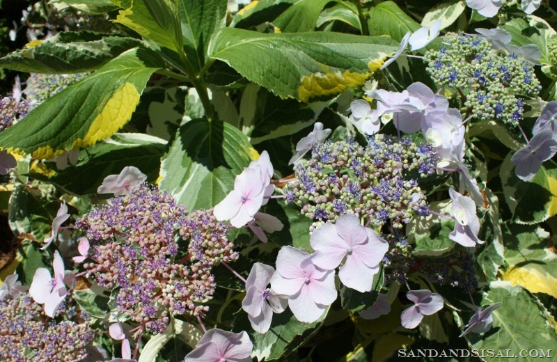 [Bigleaf%2520Hydrangea%2520Lemon%2520Wave%2520%2528800x520%2529%255B3%255D.jpg]