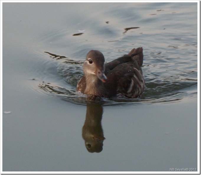 SAM_1837 Pochard