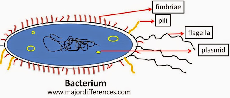 Flagella, pili and fimbriae