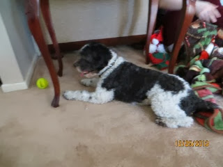 IMG_2241.jpg IMG 2241