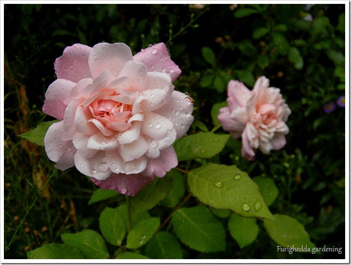 DSCN0109 DSCN0109