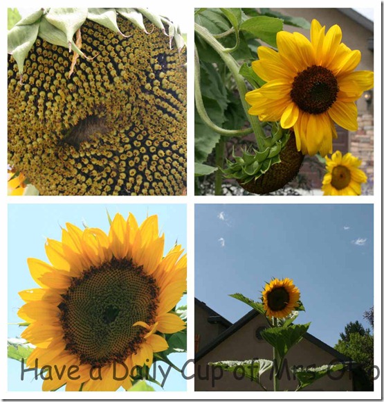 Sunflowers Sunflowers