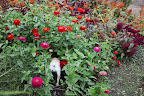I'm in here, Franny!  Look at all of these blossoms!