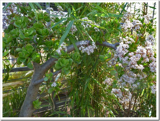 120208_CactusJungle_Crassula-ovata