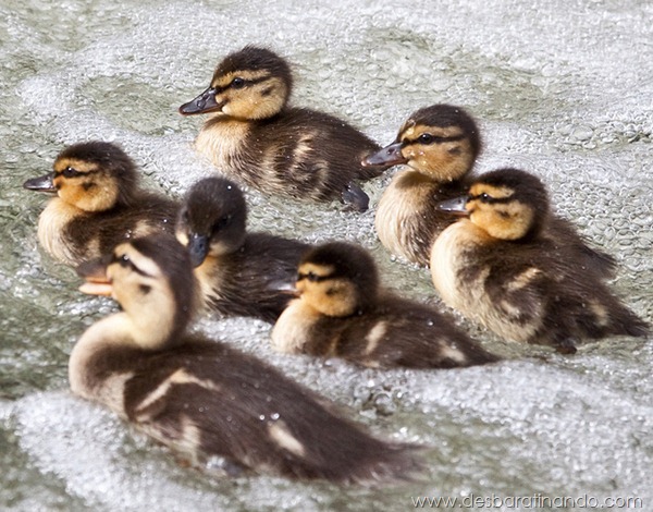 filhotes-patos-fofos-pequenos-desbaratinando (26)