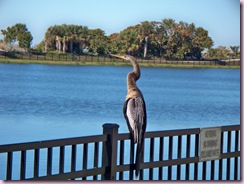 Anhinga