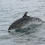 Bottlenose Dolphin - Bay Of Islands, New Zealand