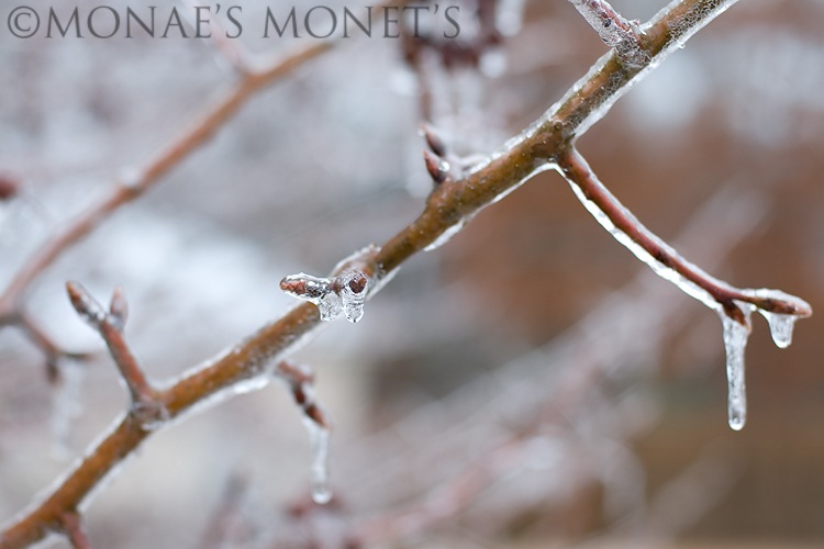 frozen stick blog