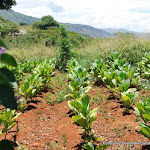 DSC_0906 - Copie.JPG