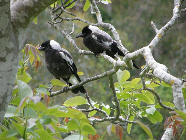 [magpies7.jpg]