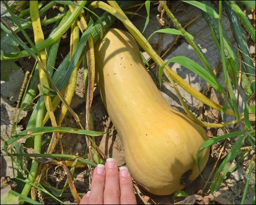 butternut squash