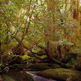 The Walk to Oparara Arch - Karamea, New Zealand