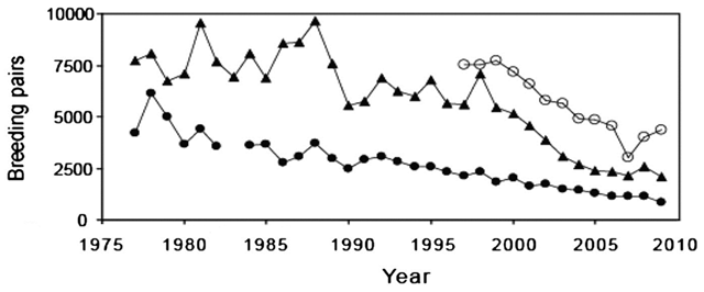 Indices of Adélie and chinstrap population responses. Closed circles (●) indicate chinstrap penguins at Admiralty Bay, King George Island. Open circles (○) indicate chinstrap penguins at Cape Shirreff, Livingston Island. Closed triangles (▲) indicate Adélie penguins at Admiralty Bay. The graph shows the number of breeding pairs of Adélie and chinstrap penguins at all colonies. Trivelpiece, et al., 2011