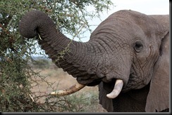 October 19, 2012 elephant dining