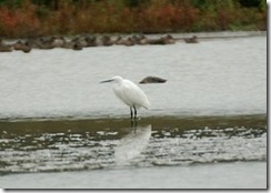 Slimbridge WWT D50  21-10-2012 13-59-20