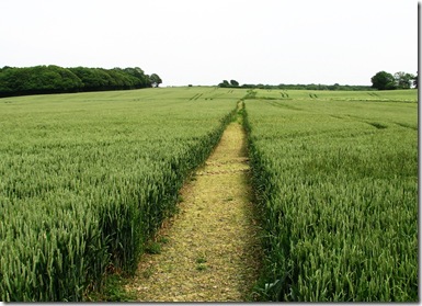20120614 Wheat footpath, Shirley Moor