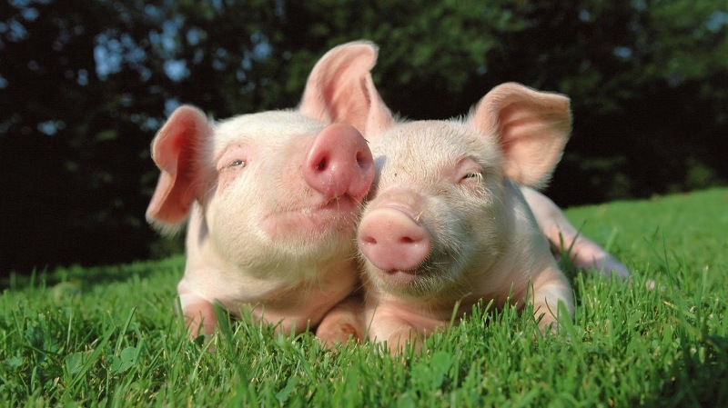 [pigs-in-love%2520pictures%255B2%255D.jpg]