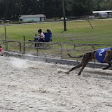 Greyhounds