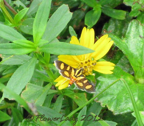 [06-24-unknbtfly%255B4%255D.jpg]