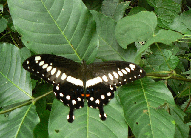 Papilio lormieri lormieri DISTANT, 1874. Ebogo (Cameroun), 27 avril 2013. Photo : C. Renoton