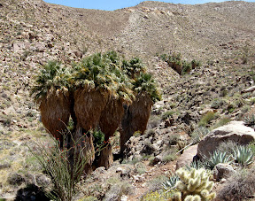 It is amazing that these palms can grow out here in this terrain. The small creek that waters this palm grove was also full of tadpoles and water bugs.