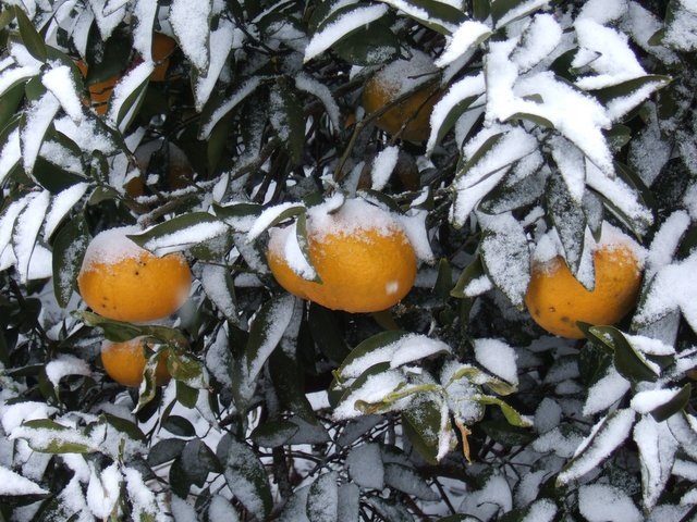 [snow_oranges%255B4%255D.jpg]