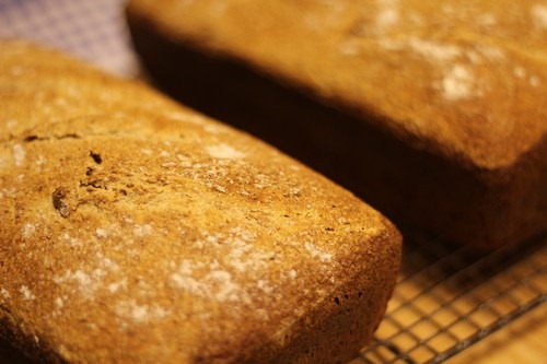 [spelt-levain025%255B4%255D.jpg]