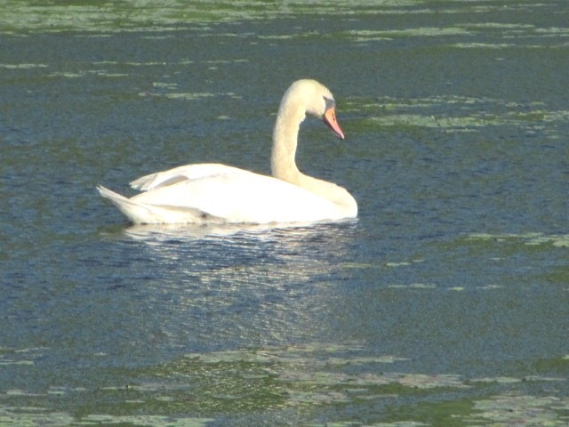 [bog%2520swan%2520swimming%2520in%2520lily%2520pads3%255B3%255D.jpg]