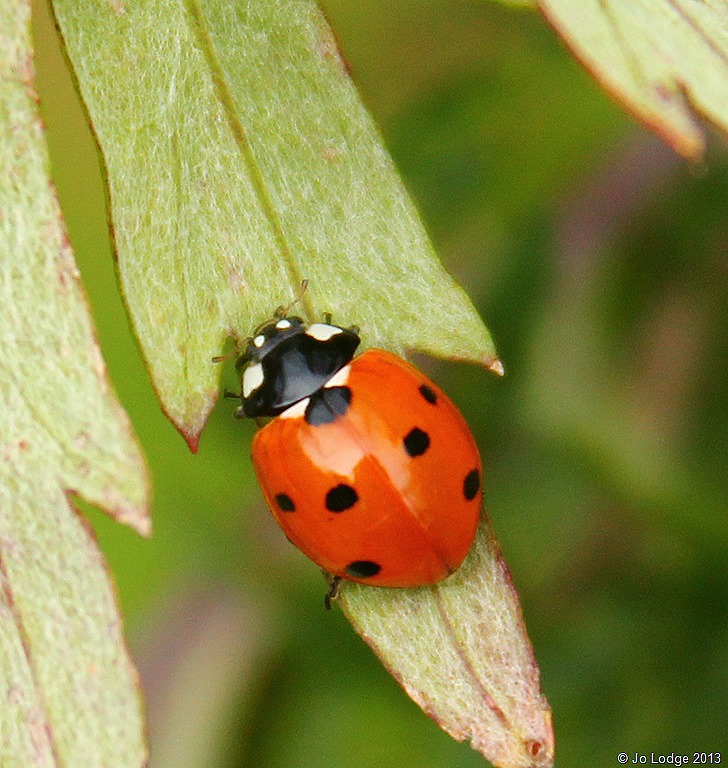[ladybird%255B11%255D.jpg]